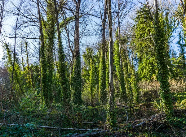 stock image Ivy gorws on bare trees in Des Moines, Washington.