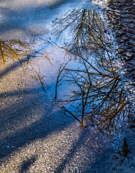 Early Spring Tree Branches Ref Ected Puddle Des Moines Washington — Stock Photo, Image
