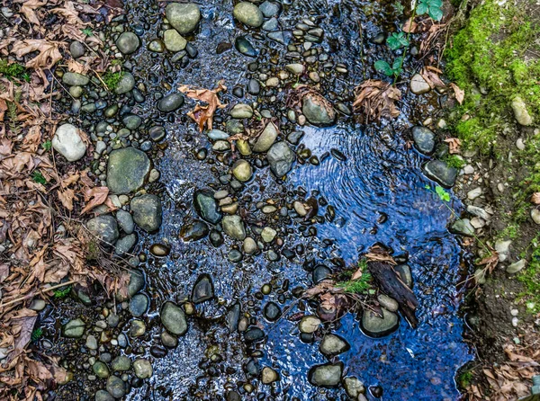 ワシントン州のベルビュー植物園で小さな小川のクローズアップショット — ストック写真