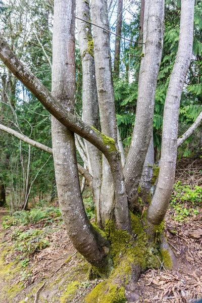 Interesting Tree Path Bellevue Botanical Garden Washington State — Stock Photo, Image