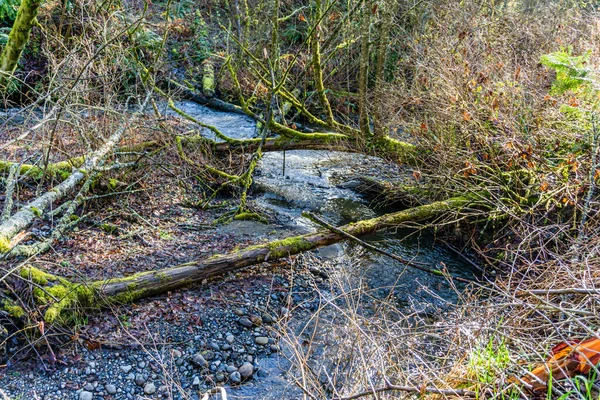 Una Vista Des Moines Creek All Inizio Della Primavera Situato — Foto Stock