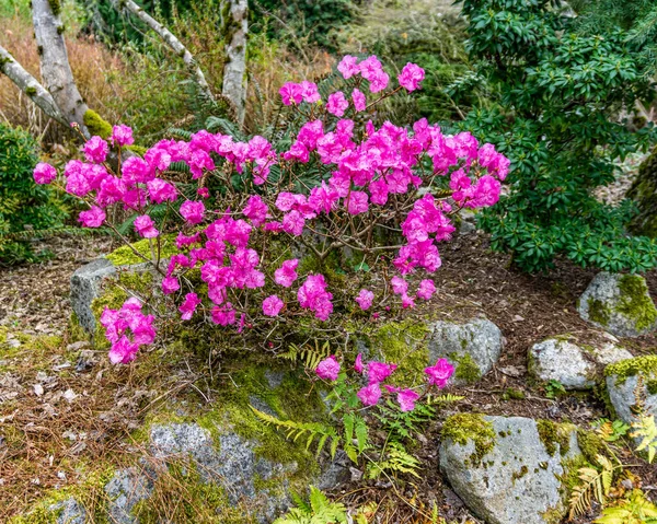 Pink Spring Blossoms Bellevue Botanical Garden Washington State — Stock Photo, Image