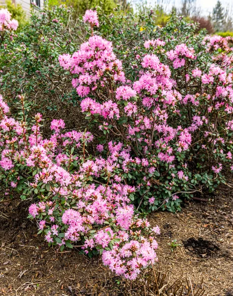 Pinkfarbene Frühlingsblüher Botanischen Garten Bellevue Bundesstaat Washington — Stockfoto