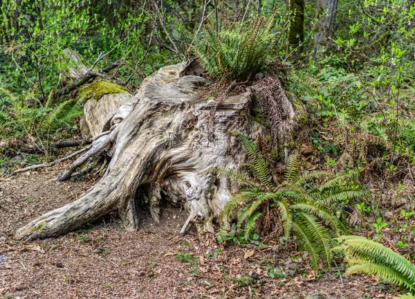 Ein Baumstumpf Botanischen Garten Bellevue Bundesstaat Washington — Stockfoto