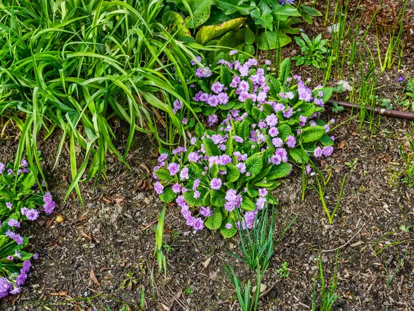 Washington Daki Bellevue Botanik Galerisi Nde Baharın Başlarında Yavru Çiçekler — Stok fotoğraf