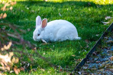 Burien, Washington 'daki zengin yeşil çimlerde büyük beyaz bir tavşanın yakın çekimi..