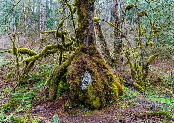Uma Vista Tronco Árvore Musgosa Twin Falls Trail Estado Washington — Fotografia de Stock