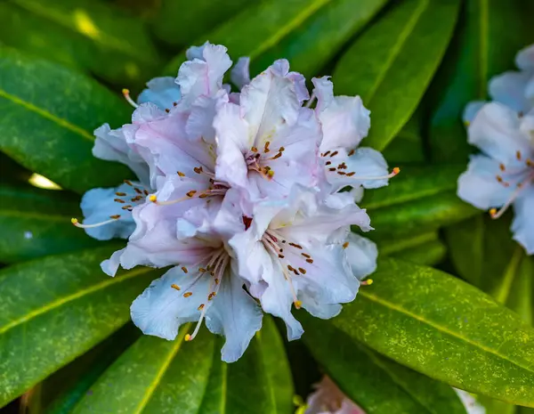 Disparo Macros Racimo Flores Rhododendron — Foto de Stock