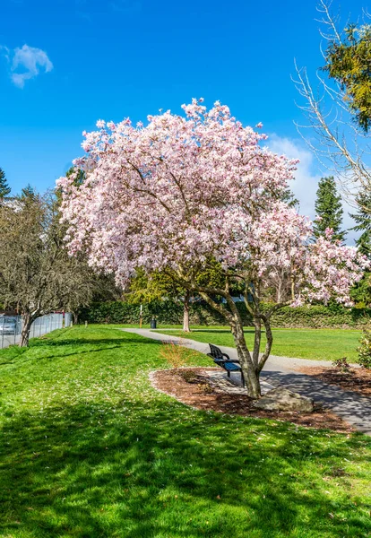 Ροζ Άνθη Κοσμούν Μια Κερασιά Ένα Πάρκο Της Πόλης Στο — Φωτογραφία Αρχείου