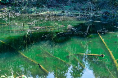 Washington, Renton 'daki Cedar Nehri boyunca sığ bir gölet manzarası..