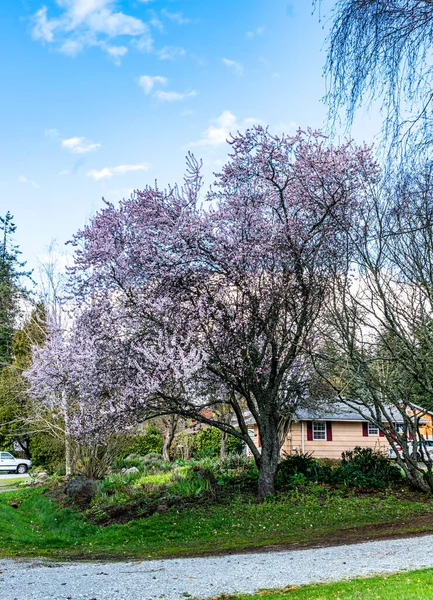 Ein Blühender Kirschbaum Einem Viertel Von Burien Washington — Stockfoto