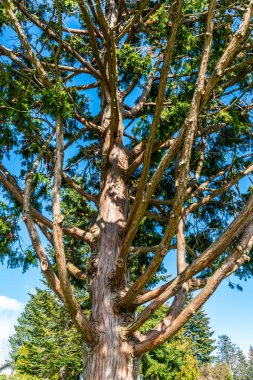 Burien, Washington 'daki bir şehir parkındaki ağaç dallarının görüntüsü.