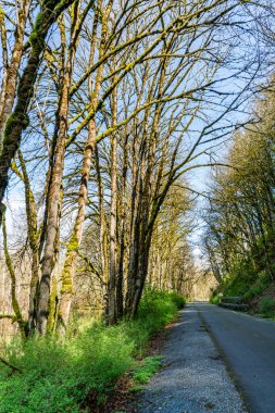 Renton, Washington 'da Cedar River Patikası manzarası.