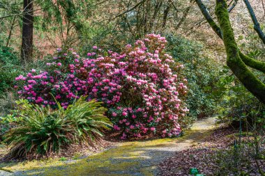 Federal yoldaki Rhododendron Tür Botanik Bahçesi 'nde devasa pembe bir Rhododendron çalısı manzarası..