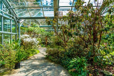 Federal yoldaki Rhododendron Tür Botanik Bahçesi 'ndeki bir serada bitki ve çiçekler..
