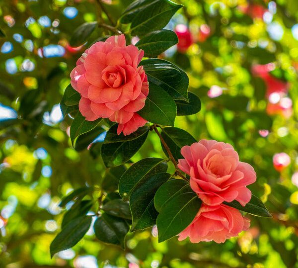 A details shot os peach-colored flowers at Rhododendron Species Botanical Garden in Federal Way, Washington.