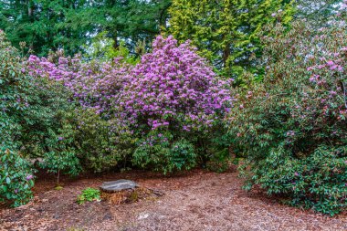 Federal yoldaki Rhododendron Tür Botanik Bahçesi 'nde Mor Rododendron çiçek açtı..