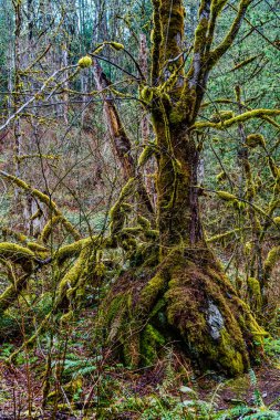 Washington 'da Twin Falls Patikası' nda yosunlu ağaç gövdesi manzarası.