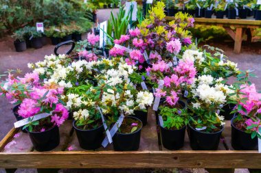 Washington 'daki Rhododendron Tür Botanik Bahçesi' nde satılık bitkiler..