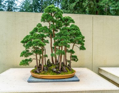 Federal yoldaki Pasifik Bonsai Müzesi 'nde Bonsai ağaçlarından oluşan bir orman..