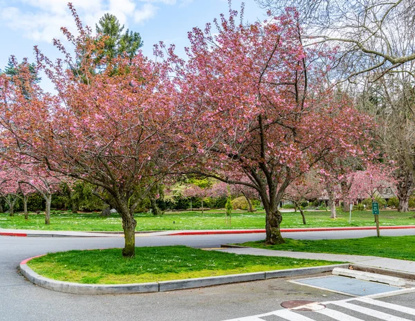 Ανοιξιάτικες Κερασιές Στο Πάρκο Seward Στο Σιάτλ Ουάσιγκτον — Φωτογραφία Αρχείου