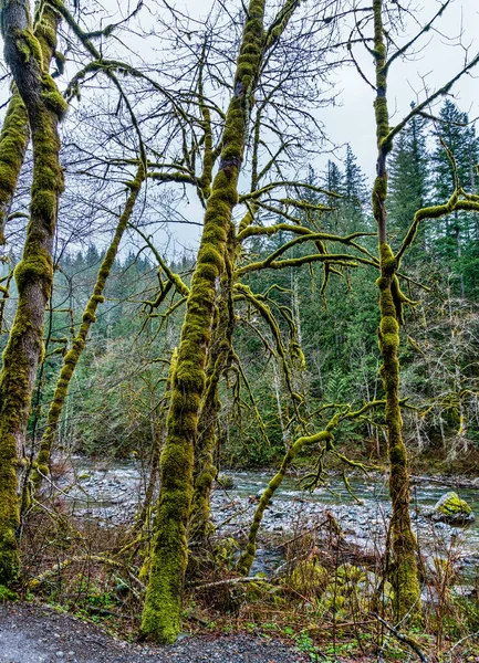Rami Muschio Vicino Tewin Fall Trail Nello Stato Washington — Foto Stock