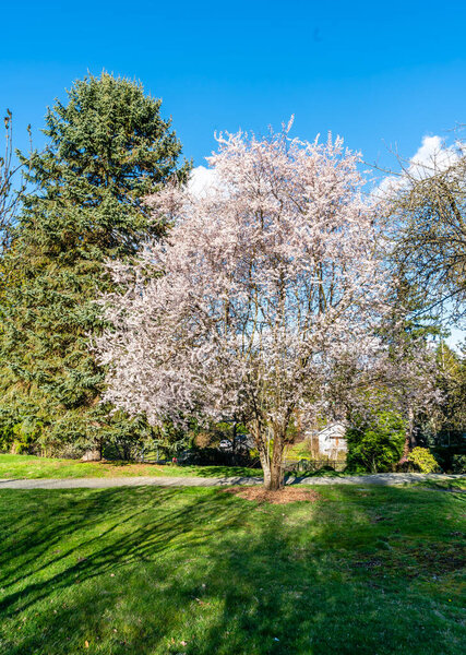 A view of a tree with white spring blossoms in a garden in Seatac, Washington.