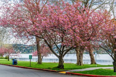 Seattle, Washington 'daki Seward Park' ta ilkbahar kiraz ağaçları.