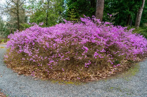 Αφθονία Ροζ Ανθών Ανθισμένους Θάμνους Στο Ροδόδεντρο Είδος Βοτανικός Κήπος — Φωτογραφία Αρχείου