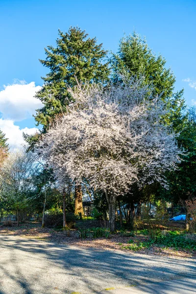 Seatac, Washington 'da bahçesinde beyaz bahar çiçekleri açan bir ağaç manzarası.