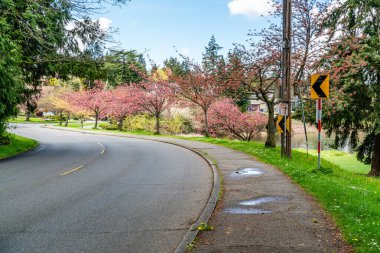 Washington, Seattle 'daki Washington Gölü Bulvarı boyunca açan bahar çiçekleri.