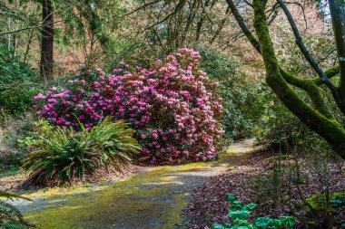 Federal yoldaki Rhododendron Tür Botanik Bahçesi 'nde devasa pembe bir Rhododendron çalısı manzarası..