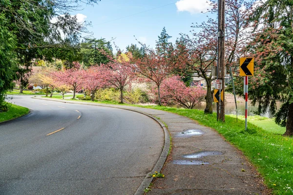 Floraison Fleurs Printanières Long Boulevard Lake Washington Seattle Washington — Photo