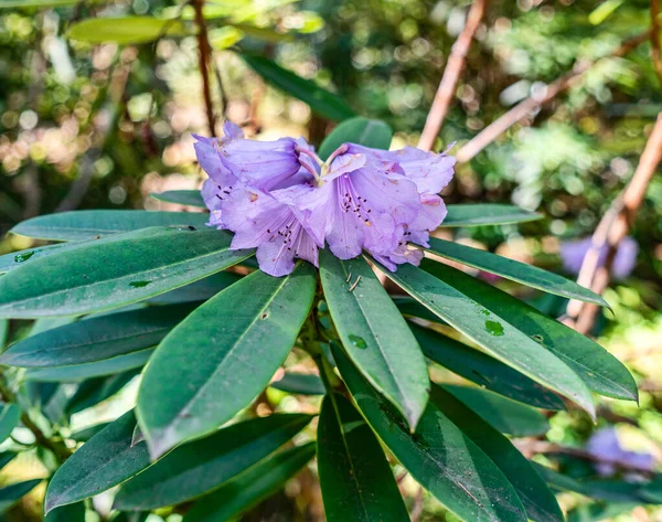 Detalle Las Flores Moradas Jardín Botánico Especies Rhododendron Federal Way —  Fotos de Stock