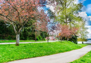Washington, Seattle 'daki Washington Gölü Bulvarı boyunca açan bahar çiçekleri.