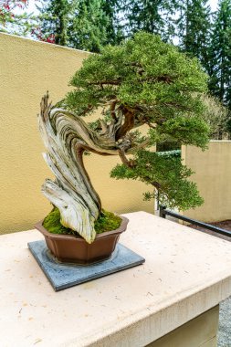Federal yoldaki Pasifik Bonsai Müzesi 'ndeki Bonsai ağacı..
