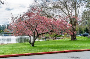 Seattle, Washington 'daki Seward Park' ta ilkbahar kiraz ağaçları.