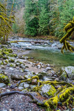 Washington 'da Twin Falls yakınlarındaki Snoqualmie Nehri manzarası.