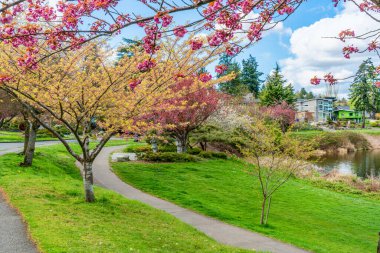 Washington, Seattle 'daki Washington Gölü Bulvarı boyunca açan bahar çiçekleri.