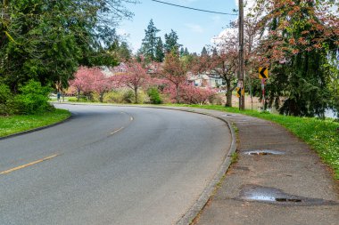 Washington, Seattle 'daki Washington Gölü Bulvarı boyunca açan bahar çiçekleri.