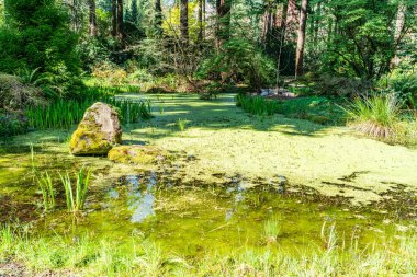 Washington Federal Yolu 'ndaki Rhododendron Tür Botanik Bahçesi' nde bir göleti yeşil algler kaplıyor..