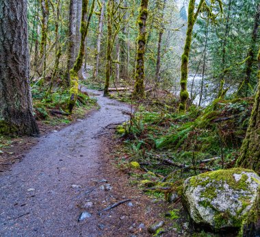 Washington 'daki Twin Falls yolunda yosunlu ağaçlar var..