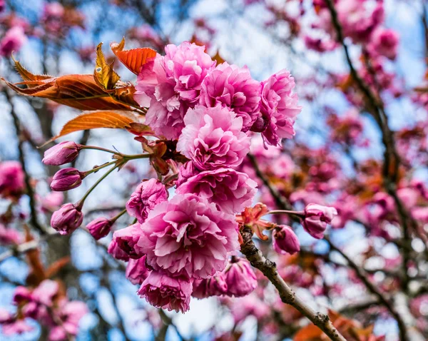 Μια Μακρο Φωτογραφία Ροζ Άνθη Κερασιάς Στο Σιάτλ Της Ουάσινγκτον — Φωτογραφία Αρχείου