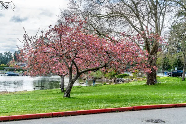 Cerezos Primavera Seward Park Seattle Washington — Foto de Stock