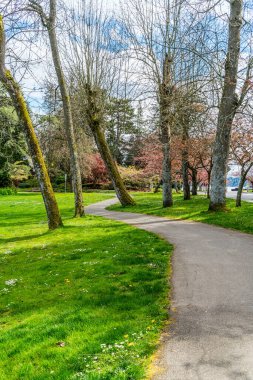 Seattle, Washington 'da Washington Gölü boyunca açan bahar çiçekleri.