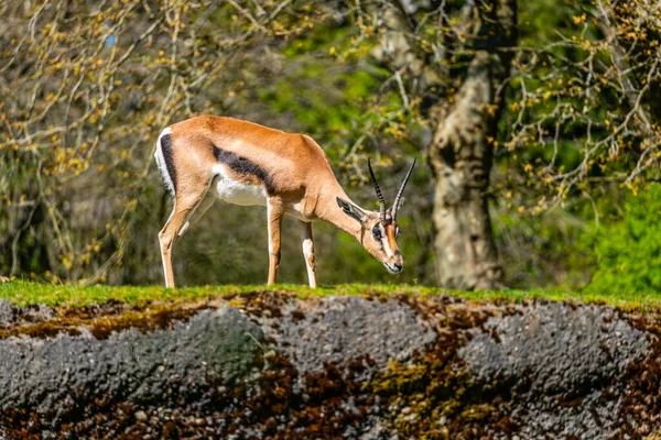 Eine Wunderschöne Elegante Gazelle Woodland Park Zoo Seattle Washington — Stockfoto