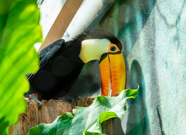 Seattle, Washington 'daki Woodland Park Hayvanat Bahçesi' nde tropik bir Toucan kuşu..