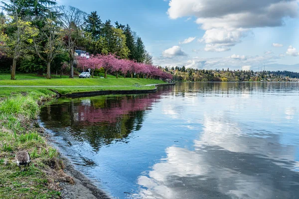 在西雅图的华盛顿湖畔的树上 樱花盛开 — 图库照片