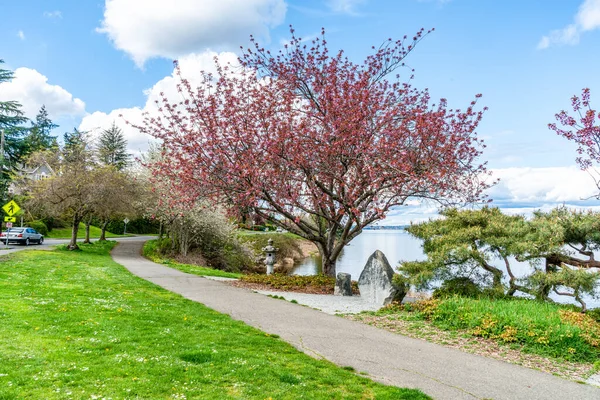 在华盛顿州西雅图的华盛顿湖林荫大道上盛开的春花 — 图库照片