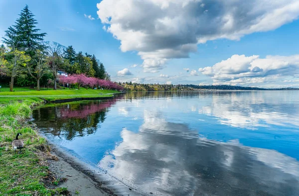 Fiori Ciliegio Sugli Alberi Lungo Lago Washington Seattle — Foto Stock